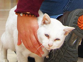 本と人をつなぐ招き猫　群馬の書店