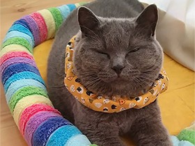 おはよう…眠くて目が開かないよ　スコティッシュの「碧」