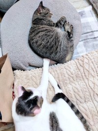 ちあきさんにそっと触れる先住猫・めるくん（画像提供：青い人さん）