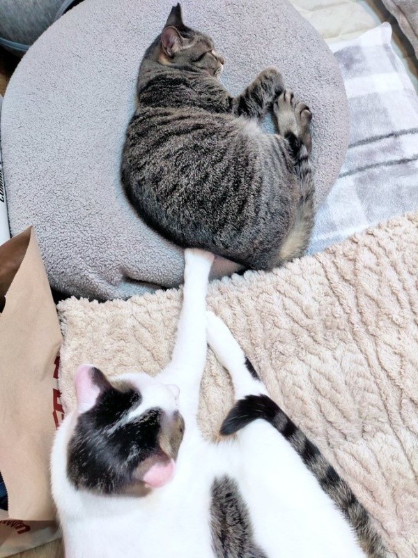 ちあきさんにそっと触れる先住猫・めるくん（画像提供：青い人さん）