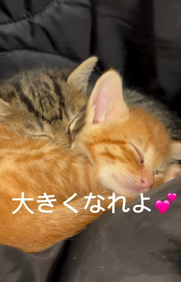 2匹でぐっすり寝ています（「けいちゃん⌇お家大好き51歳母」さん提供、Instagramよりキャプチャ撮影）