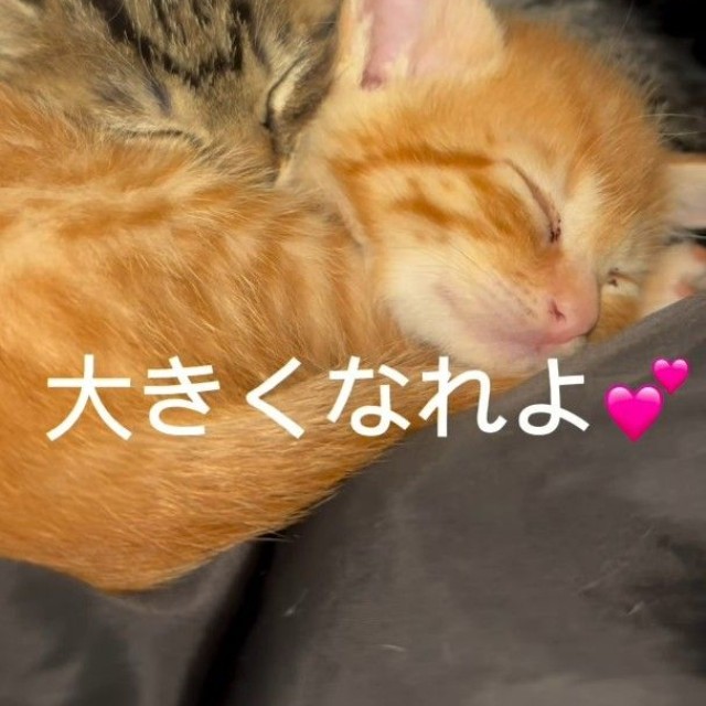 2匹でぐっすり寝ています（「けいちゃん⌇お家大好き51歳母」さん提供、Instagramよりキャプチャ撮影）