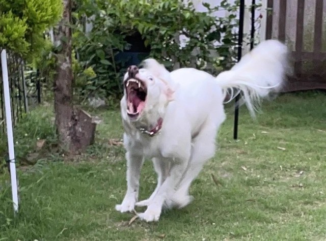 麦ちゃん、『バイオハザード』に出てました？（画像提供：みのかさ さん @inekaratukutta）