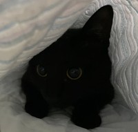 毛布にくるまりまた真っ黒になるクロちゃん（提供：マクーさん）