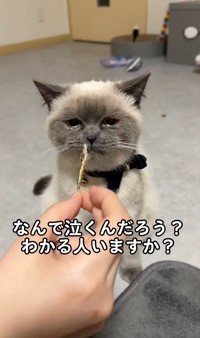 目から涙が溢れ出る＝こまち&ゆきまるさん（@komachi_catlife）提供