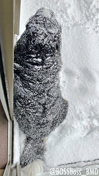 体中、雪だらけ！ 外で楽しむボスくん（画像提供：ボスちんさん）