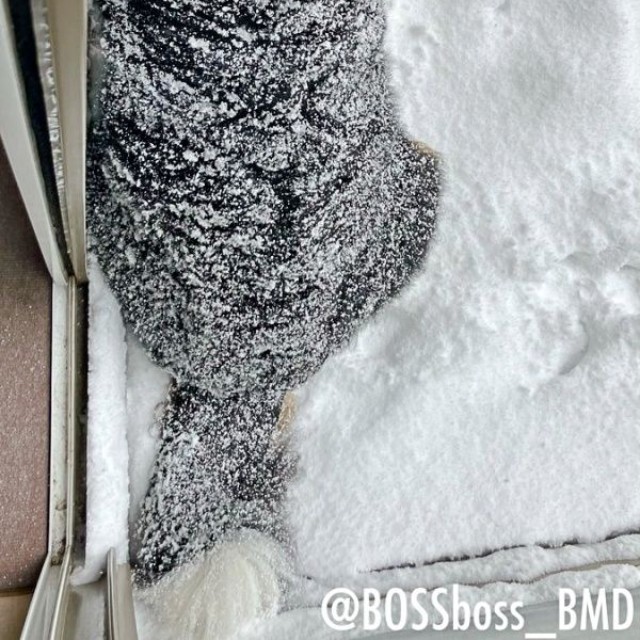 体中、雪だらけ！ 外で楽しむボスくん（画像提供：ボスちんさん）