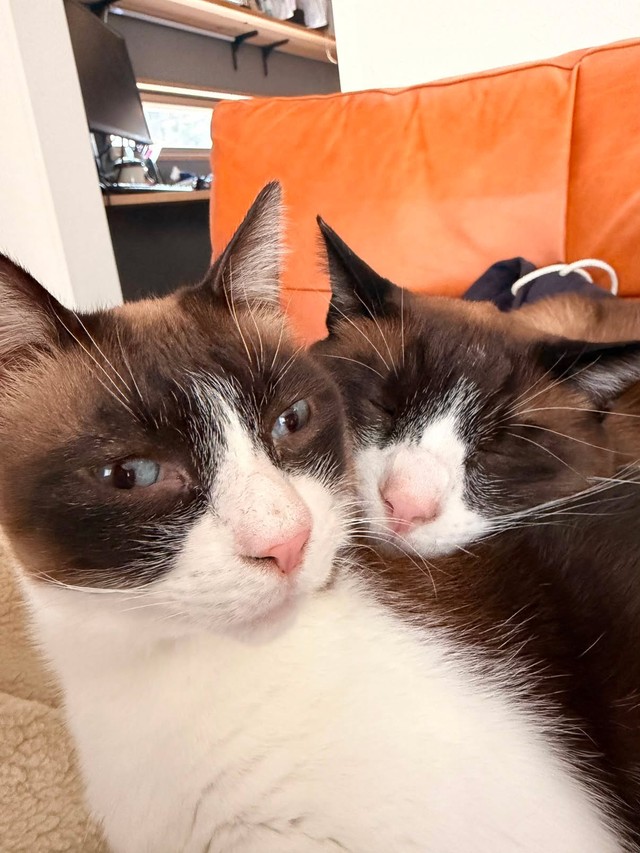 頼もしい猫兄貴たち（画像提供：ロンとテンと時々たっきーさん）