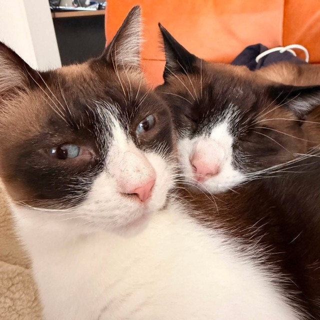 頼もしい猫兄貴たち（画像提供：ロンとテンと時々たっきーさん）