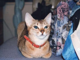 暴れん坊のコギャル猫「ディーナ」がわが家へ　猫４匹犬１匹に