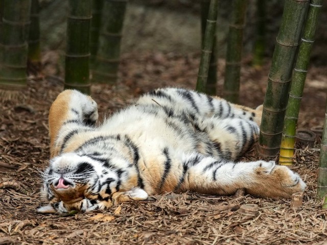 浜松市動物園のアムールトラのアースくん。寝そべる姿が可愛いですね。 ※rikuさん提供