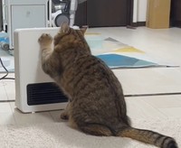 両手が疲れたから…今度は左手だけにゃ（「みにら日記-MiniraDiary-」さん提供、Twitterよりキャプチャ撮影）