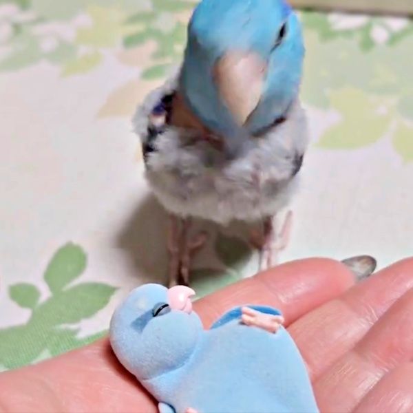 インコに自分そっくりのフィギュアを見せたら…思いがけない行動に