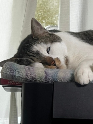 猫３匹、犬１匹いると、毎日笑いが絶えない