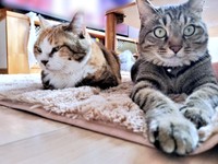 のんびりくつろぐ（左から）福ちゃん、幸くん（画像提供：こにゃんゴーさん）