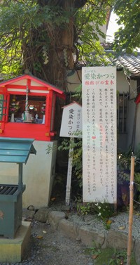 縁結びの霊木「愛染かつら」