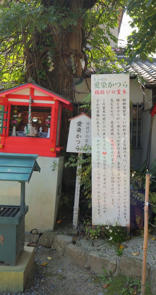 縁結びの霊木「愛染かつら」
