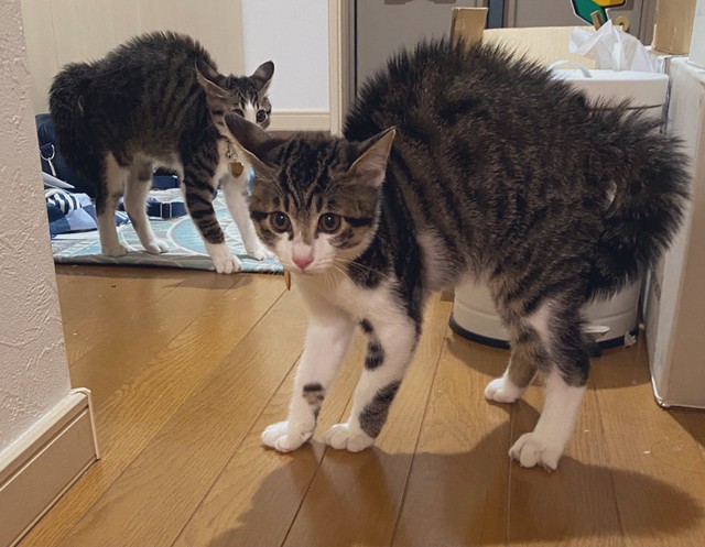 なんだその音はーッッ！！！（提供）