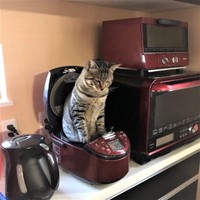 コメントの中には炊飯器に入る猫ちゃんの写真も続々と寄せられ、実は「猫あるある」だった？（提供画像）