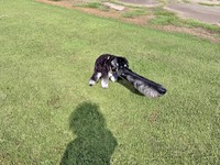 散歩中のセブンくん。AIで鼻を伸ばした画像（画像提供：本日のセブンさん）