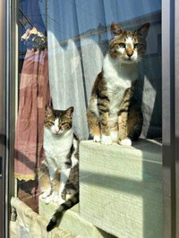 窓辺で手を振ってくれる人を見つめる（左から）レモンちゃん、ソーダくん（画像提供：レモンとソーダさん）