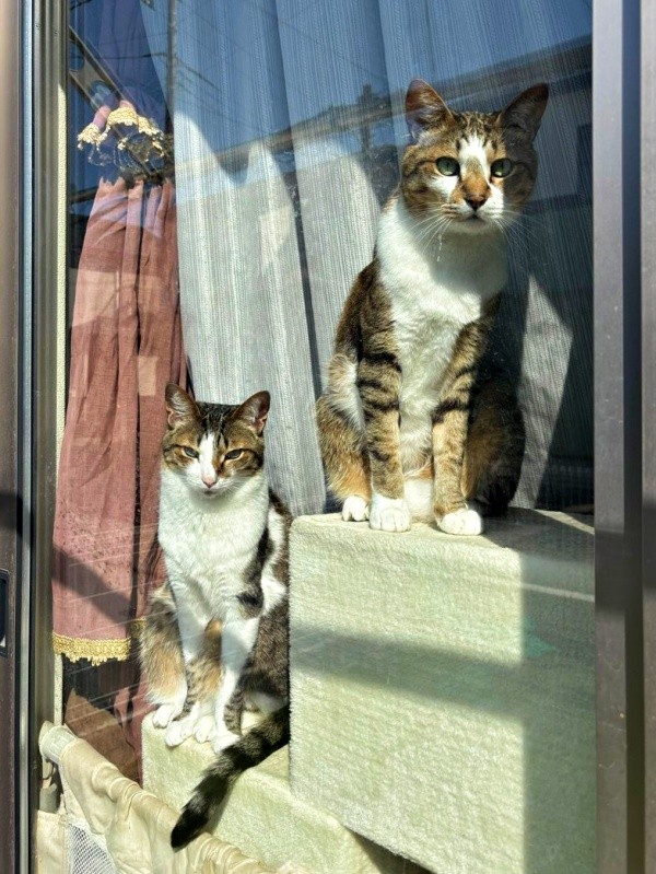 窓辺で手を振ってくれる人を見つめる（左から）レモンちゃん、ソーダくん（画像提供：レモンとソーダさん）