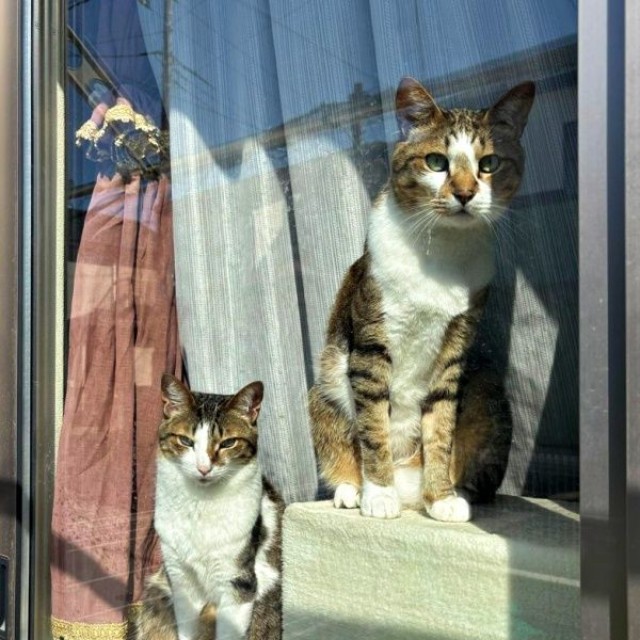 窓辺で手を振ってくれる人を見つめる（左から）レモンちゃん、ソーダくん（画像提供：レモンとソーダさん）