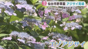多彩なアジサイが見頃　梅雨を爽やかに彩る　仙台市野草園