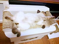 爪研ぎの上でゴロン！ ヘソ天で眠るルシウスくん（画像提供：だぬ彦さん）