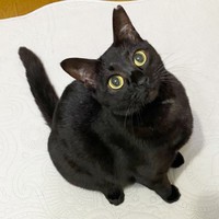 飼い主さんを見上げるまん丸おめめが愛らしいくろさん（画像提供：みけさん・くろさん）