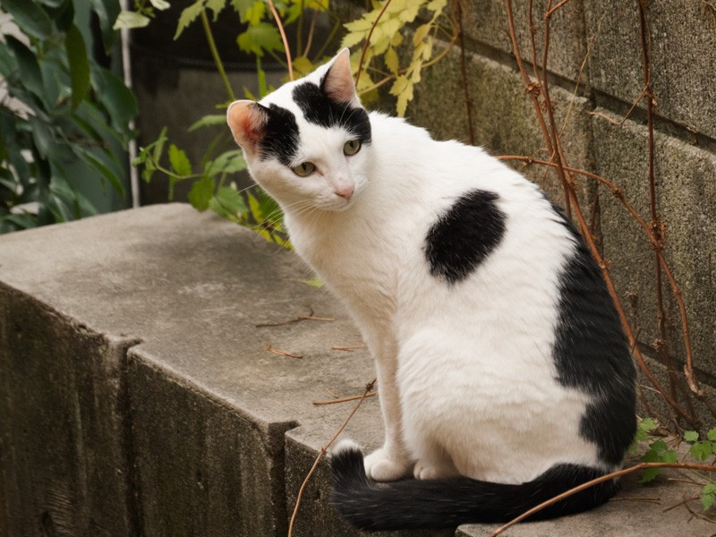 「私、『みー』って呼ばれてたの。ぽんたさんと知り合いだったのよ」（小林写函撮影）