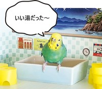 浴槽のへりにちょこん、ととまっているだけで、お風呂上りの風情が（提供写真）