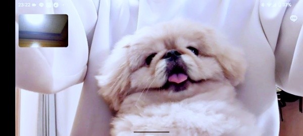 脳がバグる！？ トレーナーの一部のように見えるどんきちくん（画像提供：ペキのどんきちさん）