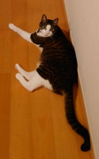 こちらがガーラさん。手足、尻尾が長めです（提供：松本ひで吉さん）