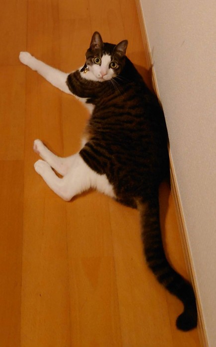 こちらがガーラさん。手足、尻尾が長めです（提供：松本ひで吉さん）