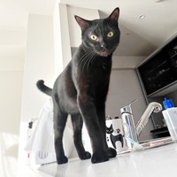 足が長いイケニャンになったぼたもちくん（画像提供：黒猫おはぎ 林遊眠@劇団ショウダウンさん）