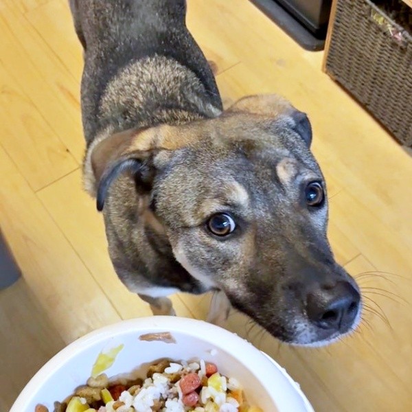 4歳を迎えたころくくん。ごちそうでお祝いしてもらいました（画像提供：保護犬ころくさん）
