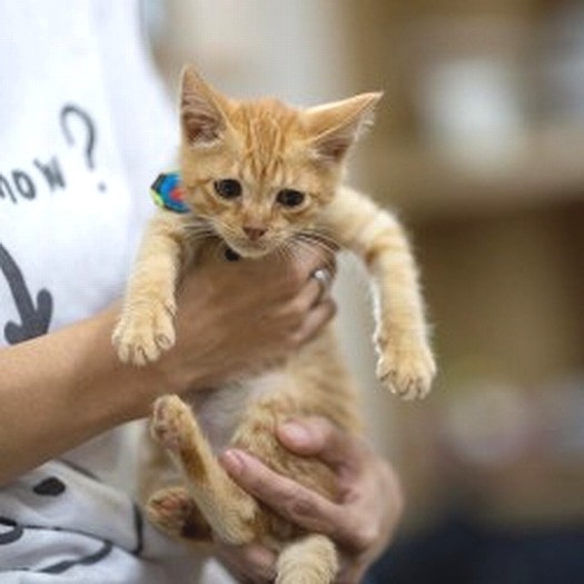 譲渡先を募集していた当時のサスケくん