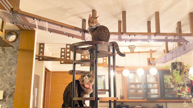 キャットタワー上段の様子（提供：無重力猫ミルコのお家さん）