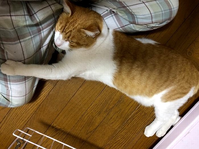 甘えてくるところがまた可愛い