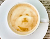 愛犬カフェラテ（Cafe & Dining ZelkovA提供）