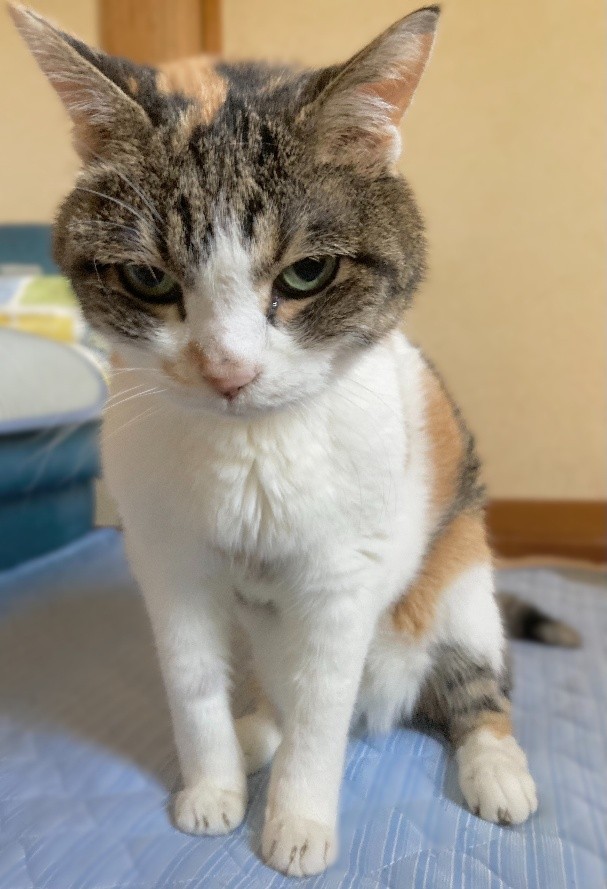 まるちゃんの一挙一動に、飼い主さんはクスっとさせられている