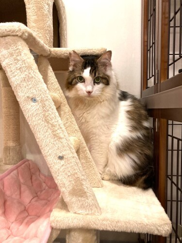 「少し緊張しているけど、なでなでされるのきらいじゃないよ」。プリンスという名にふさわしい5歳の美男子（保護猫カフェさくら提供）