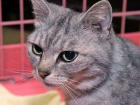 深夜２時　ボンネットにぽつんと座っていた愛猫そっくりの猫