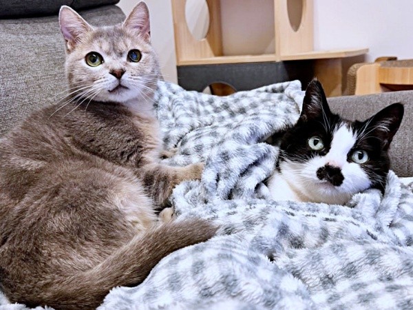 同居猫と仲良くくつろぐ翠ちゃん（画像提供：@rhdrw.anさん）