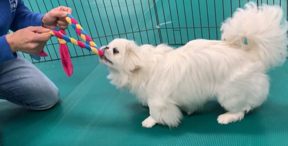 のんびり長く散歩するよりも、短時間で思い切り遊ぶほうがメリハリがつく