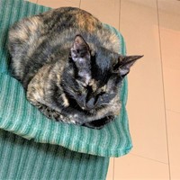 亡母愛用のスツールの上で香箱座りをするまゆちゃん。目をキュッと閉じた感じが亡母そっくりなんです