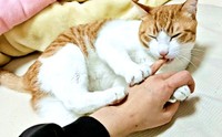 飼い主さんの指をカミカミしんがらふみふみするチョロすけくん（画像提供：まめたろさん）