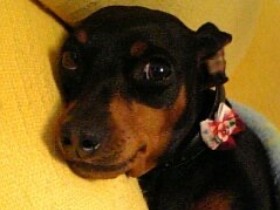 二十歳の誕生日おめでとう　特別な存在であり続ける“初めて”の愛犬「ピン」