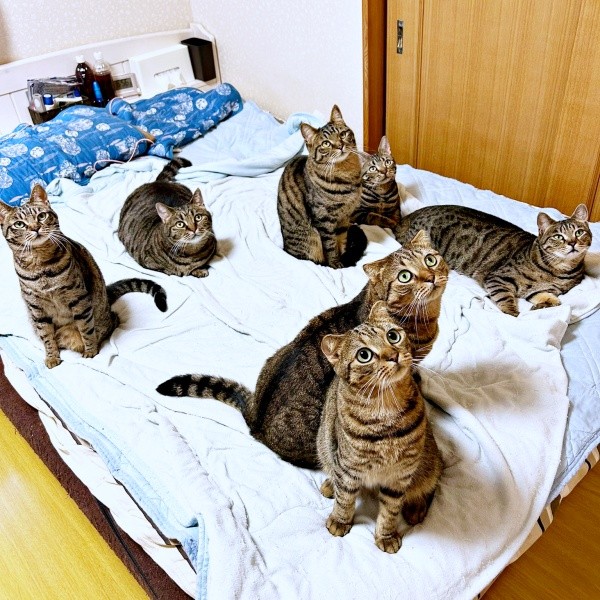 寝る前はベッドに大集合するキジトラ猫のきょうだい（画像提供：はるとさん）